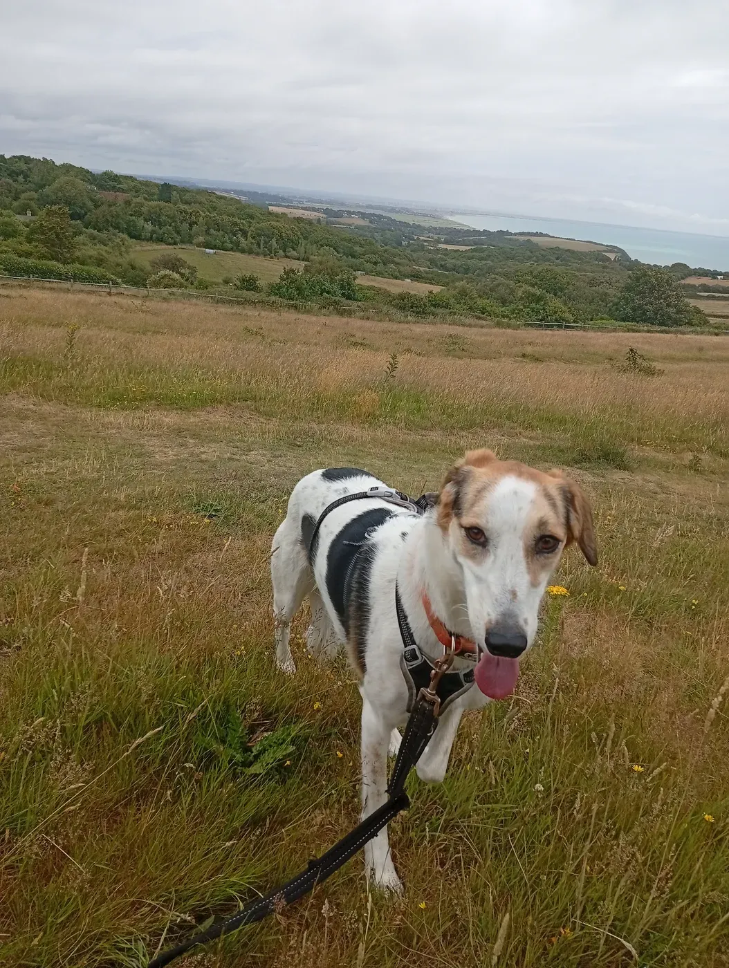 April, a Fairy Tails dog — focus work in town