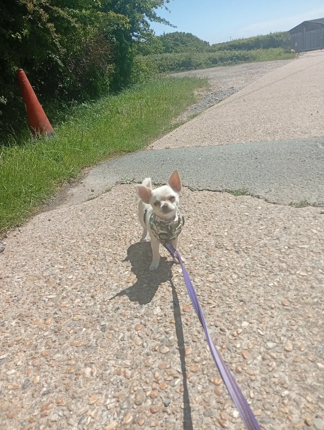 Tiny white Chihuahua on lead walking across a gravel drive near the barn buildings
