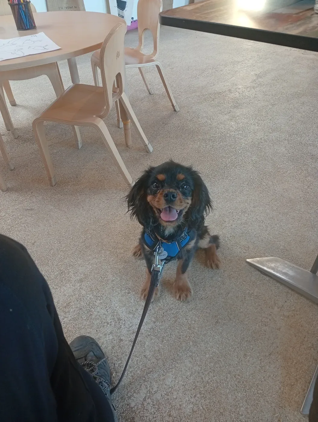 Small black-and-tan spaniel with a bright, happy expression settled in a busy café