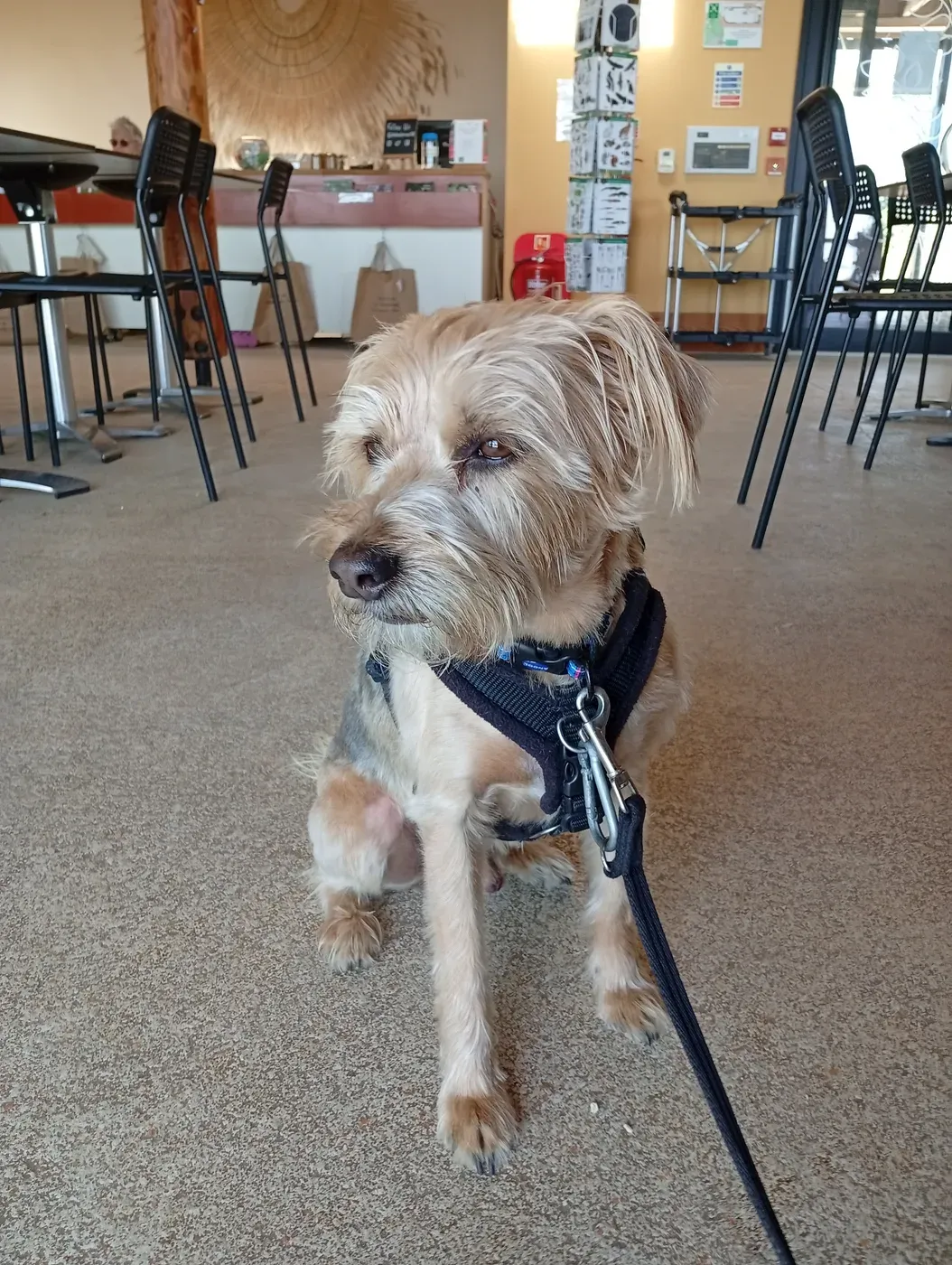 Bay, a Fairy Tails dog — settled and calm