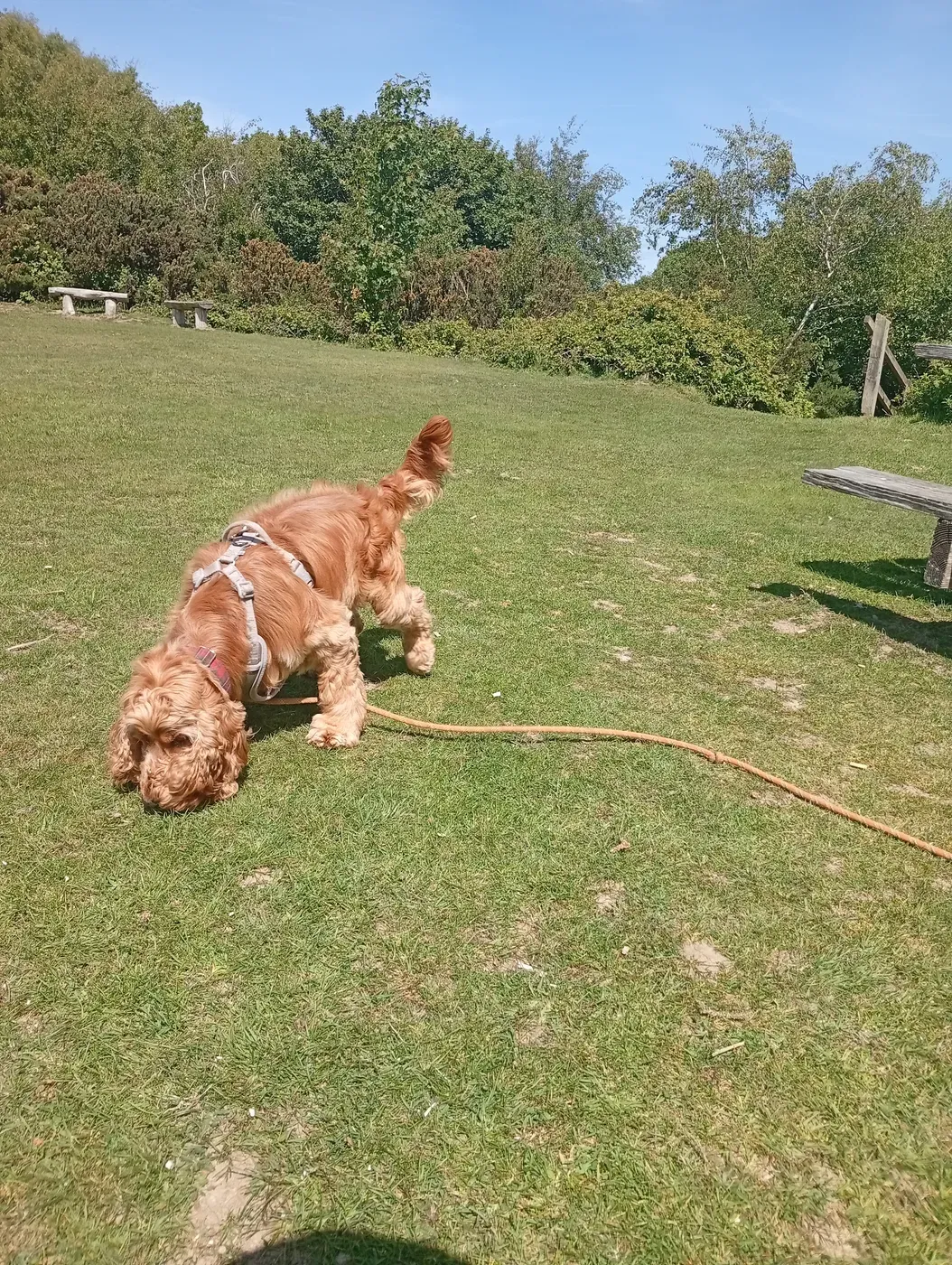 Golden spaniel exploring on a long lead across a sunlit training field under a clear sky