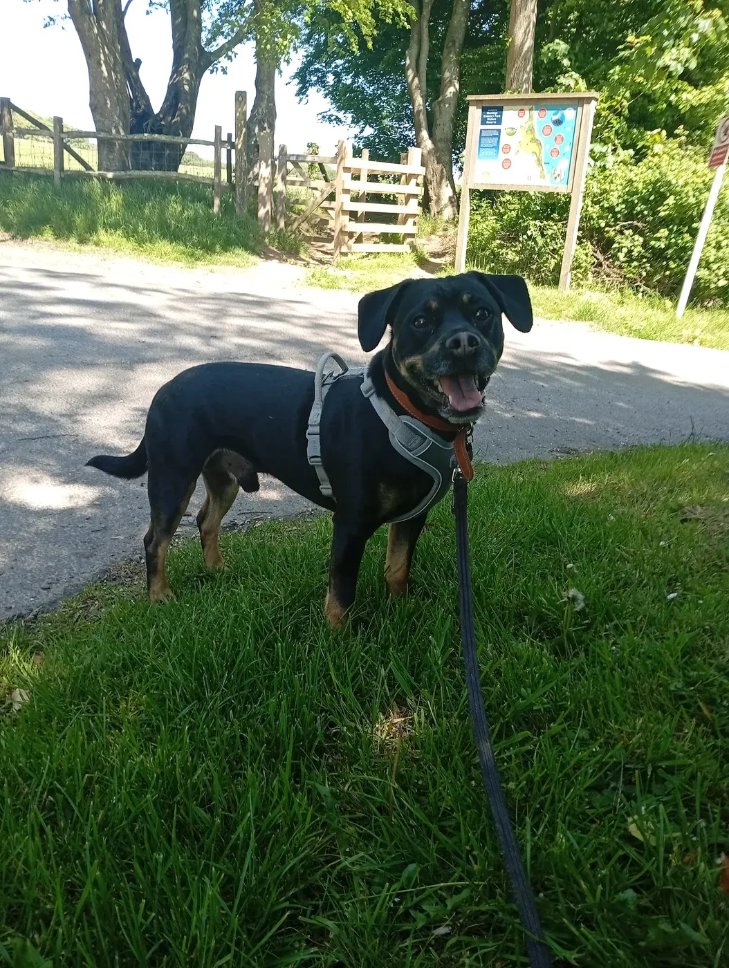 Rollo, a Fairy Tails dog — lead skills on the high street