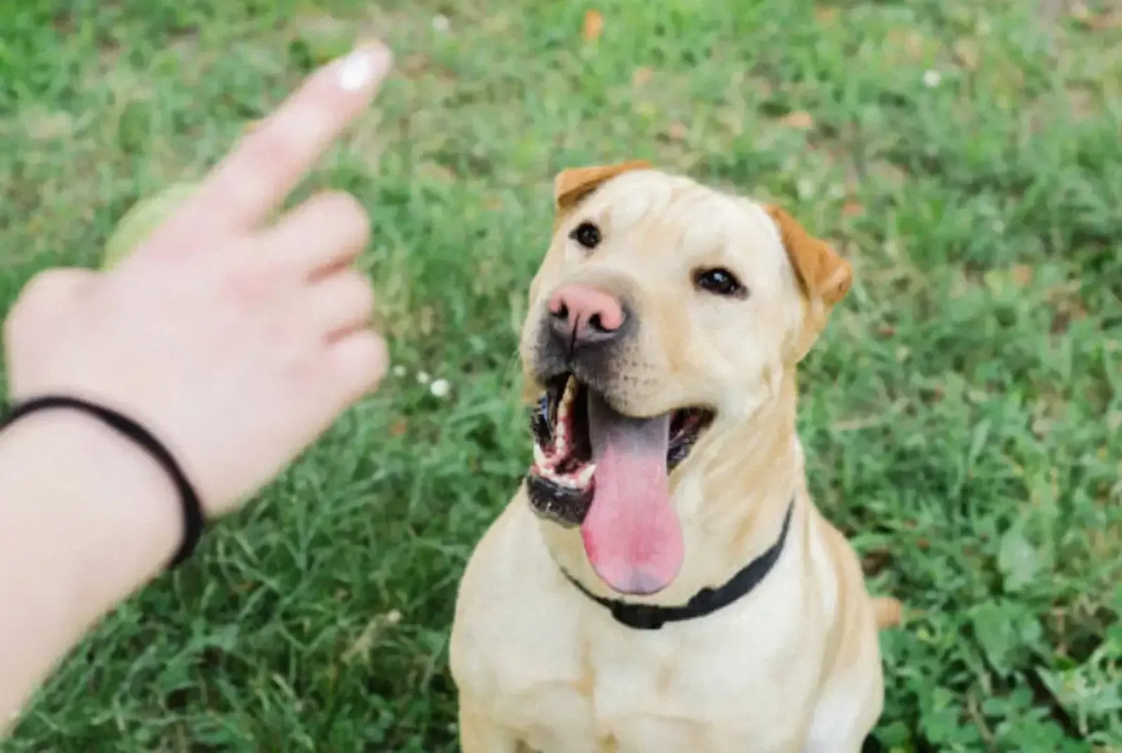 A relaxed tan dog sitting on grass, watching a hand signal from its owner
