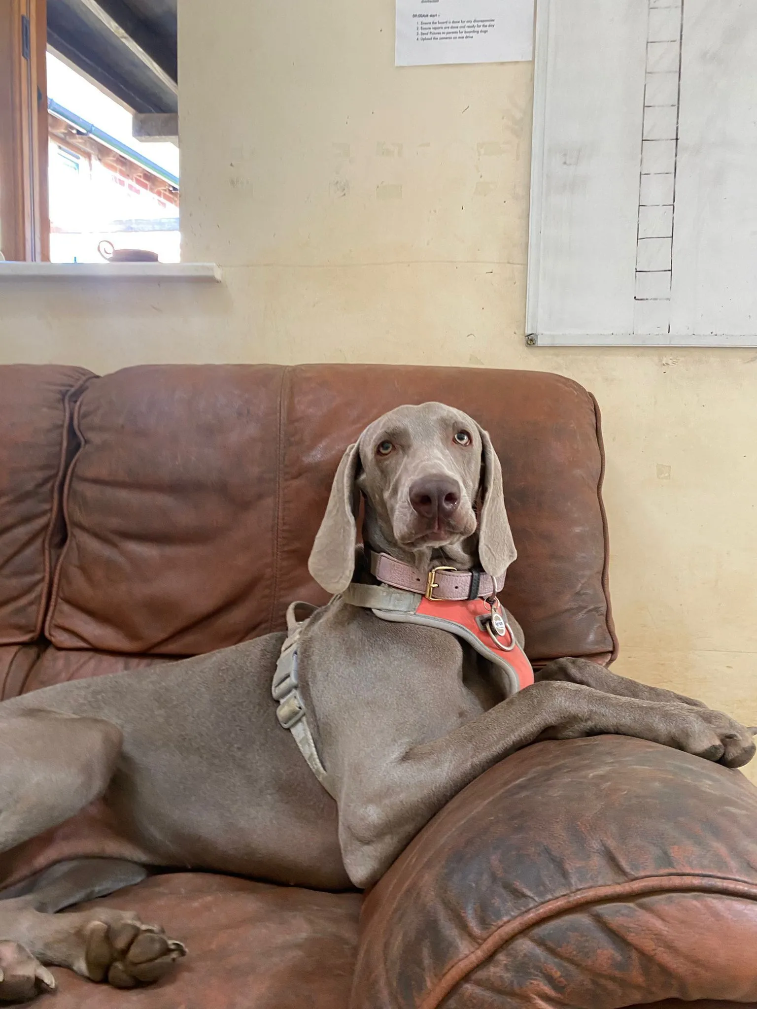 A Weimaraner relaxing on a leather sofa at the Fairy Tails K9 Centre