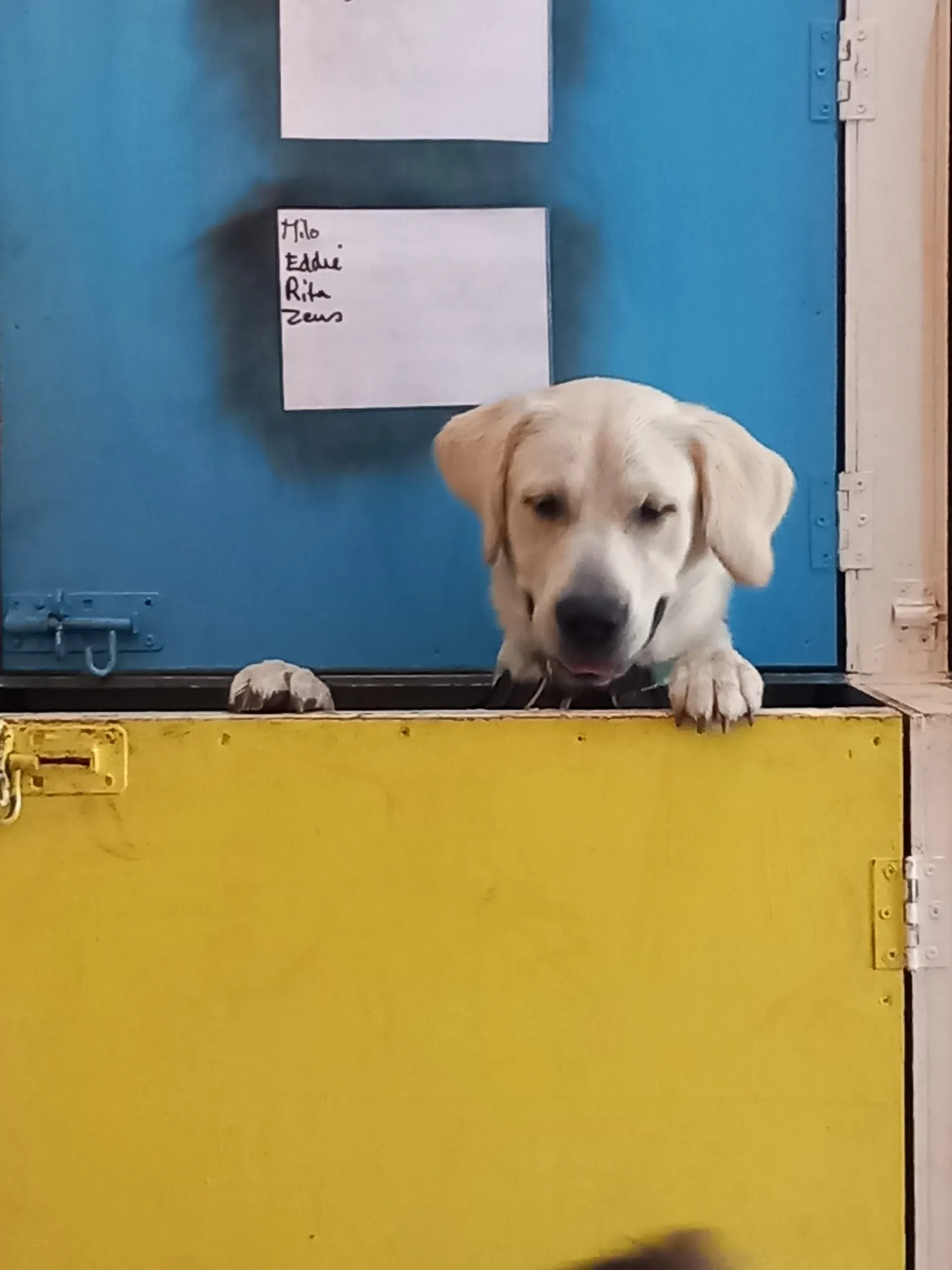 A young Labrador peering over a yellow stable door at the Fairy Tails K9 Centre