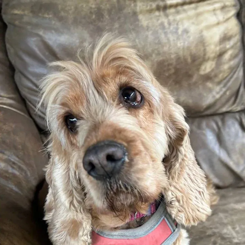 Goldie, a golden cocker spaniel, resting calmly and looking straight at the camera