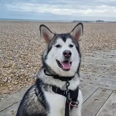 An Alaskan Malamute in a harness sitting on the seafront boardwalk, smiling at the camera